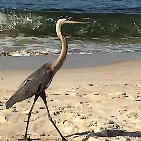 Phoenix Gulf Shores 1203 By Bender Vacation Rentals Esterno foto