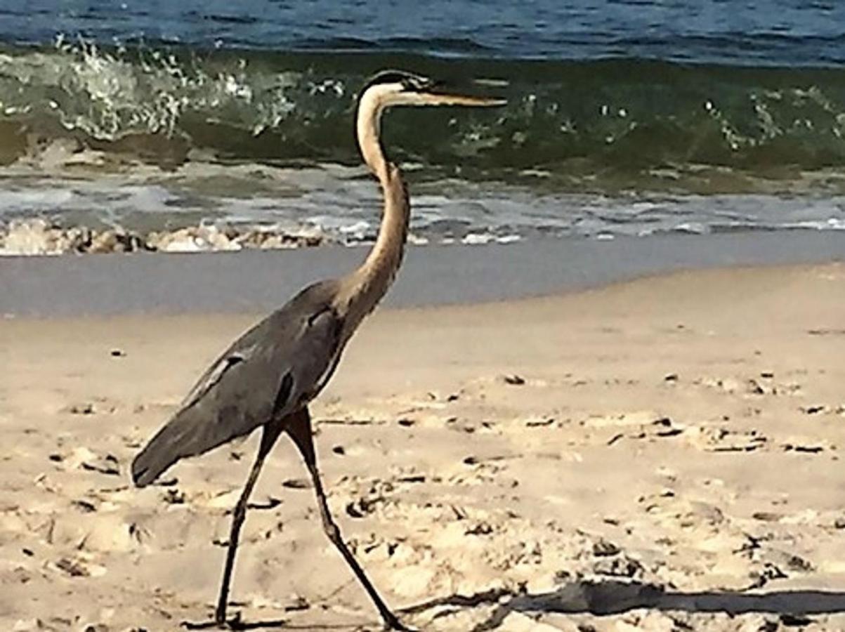 Phoenix Gulf Shores 1203 By Bender Vacation Rentals Esterno foto